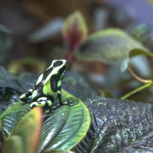 green and black poison dart frog sitting on a leaf
